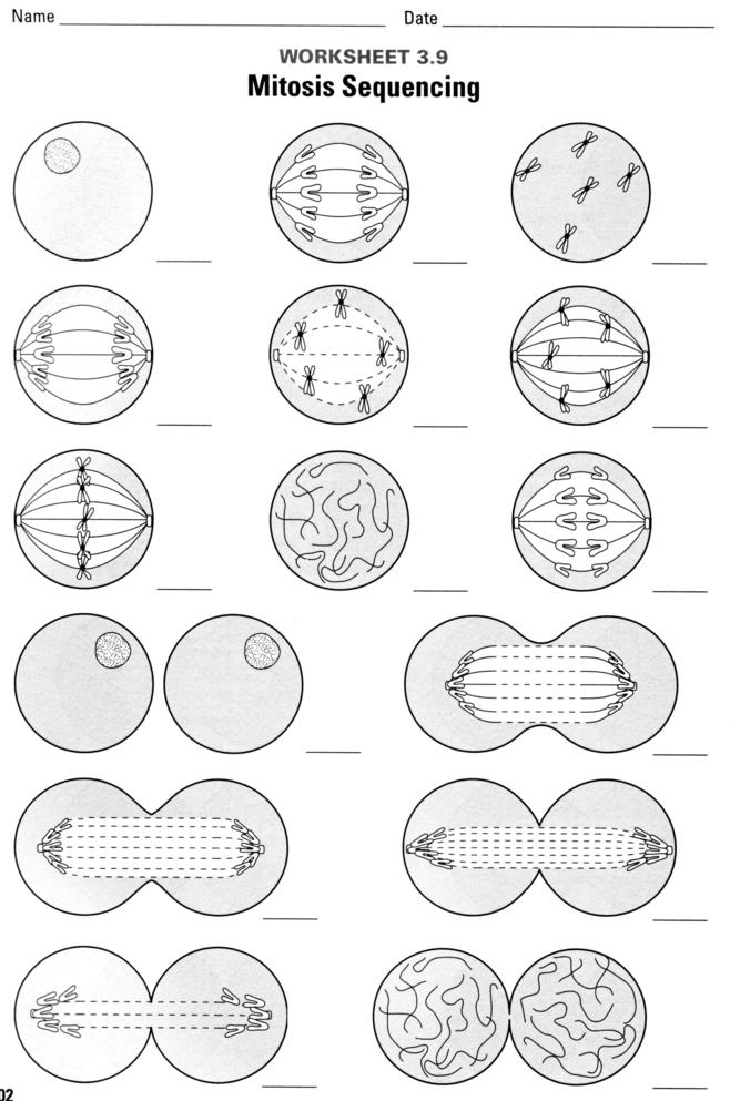 meiosis-matching-worksheet-key