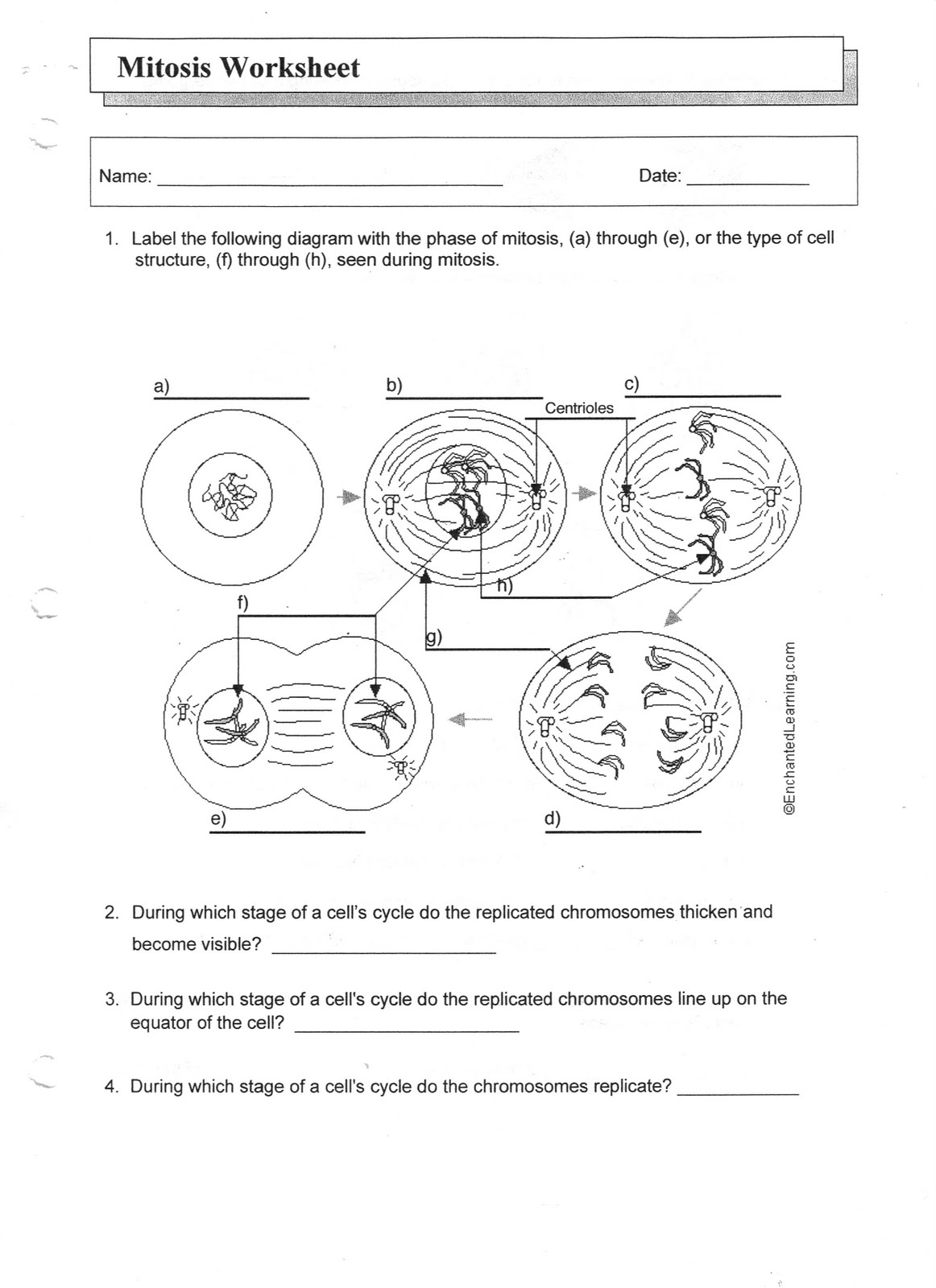 meiosis-worksheet-answer-key-biology