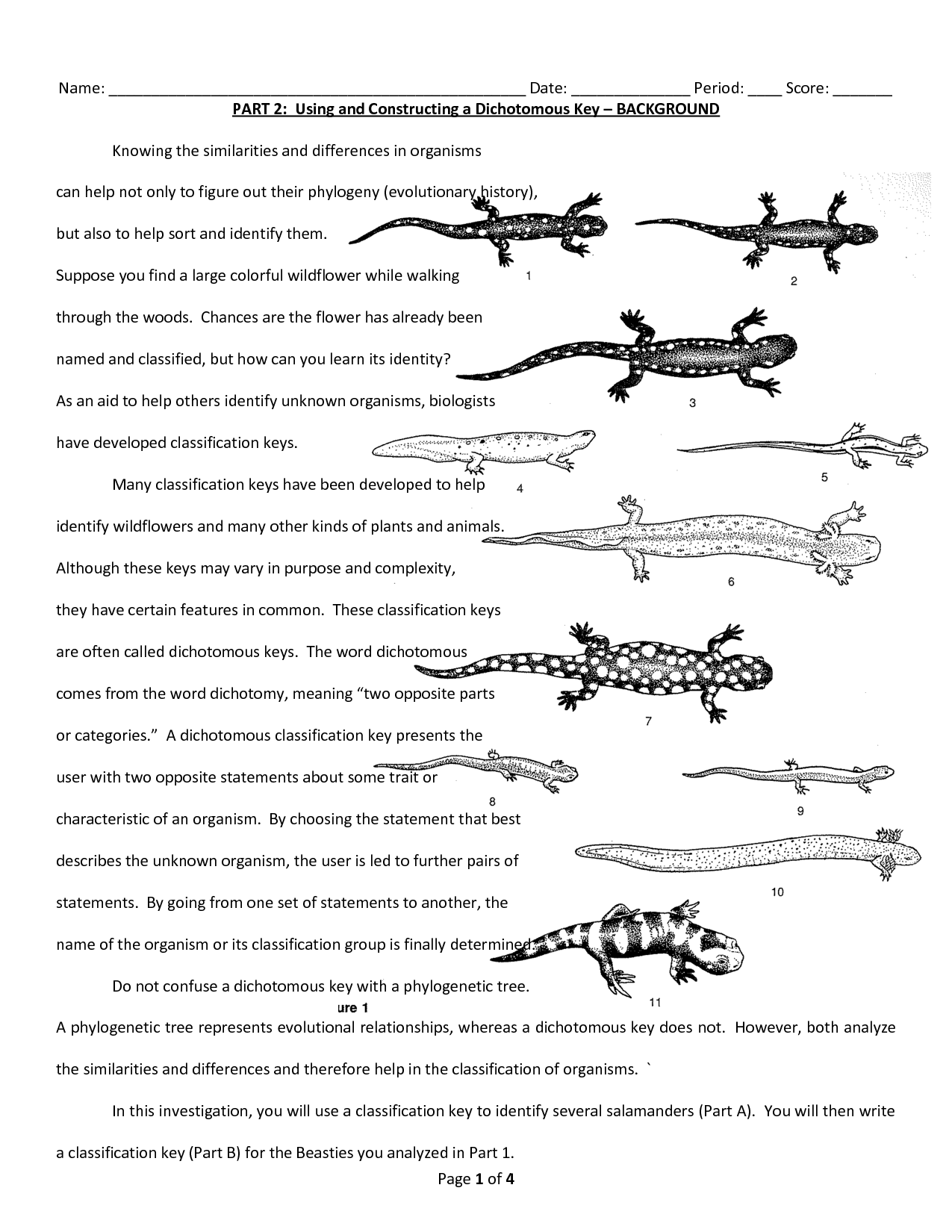 9 Best Images Of Power Statement Worksheet Salamander Dichotomous Key Worksheet Compound