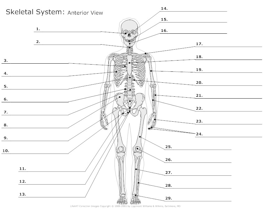 12 Best Images of Muscular System Worksheet Answers ...