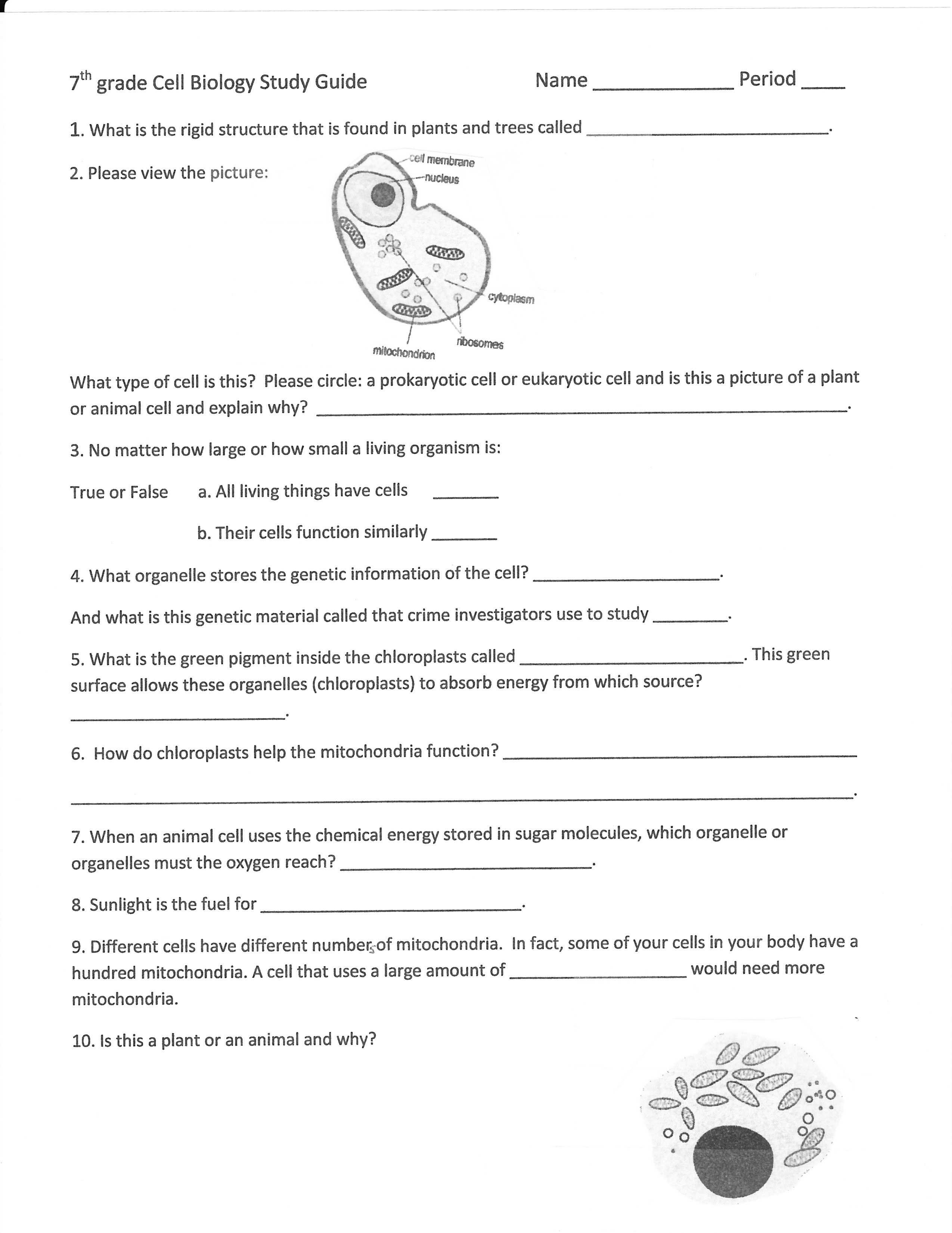 19 Best Images of Cells Worksheets Grade 7 - Plant and Animal Cell