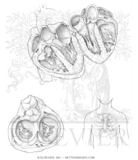 11 Best Images of Heart Anatomy And Physiology Worksheets