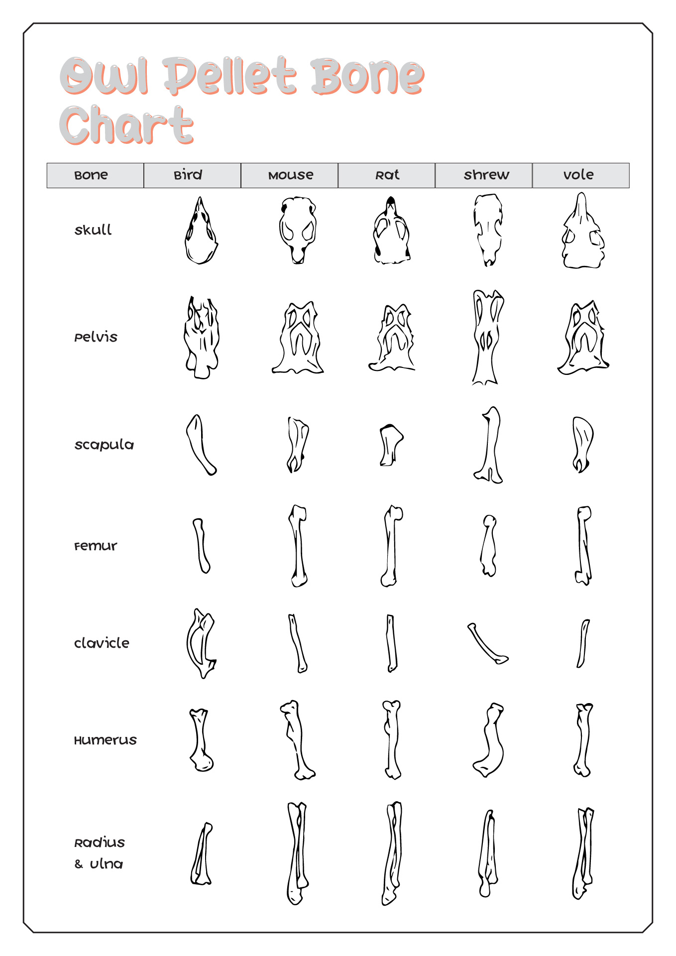 12 Best Images Of Animal Sorting Worksheets Printable Animals And 