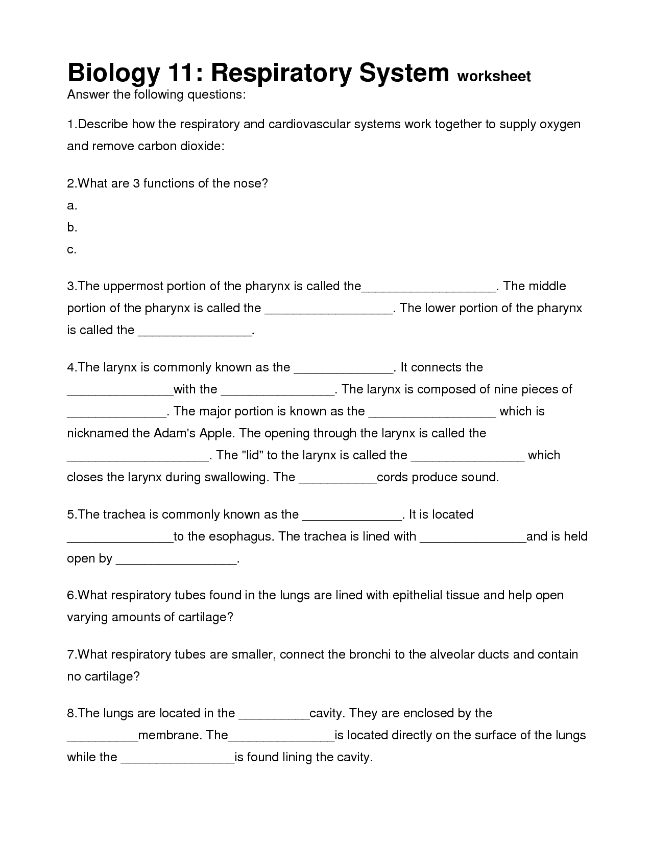 Respiratory System Worksheet Answer Key