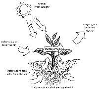 Plant Photosynthesis Diagram
