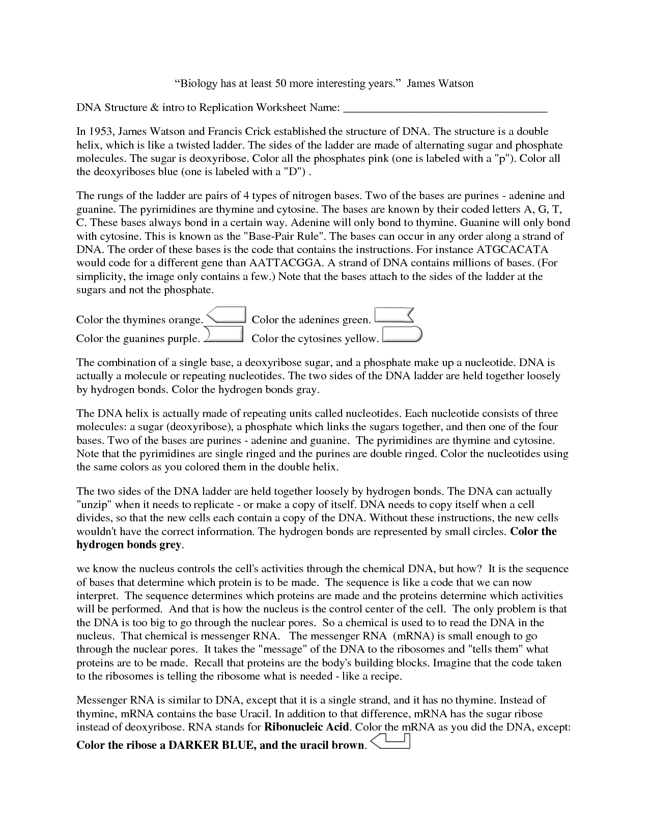 Dna Replication Worksheet Answer Key