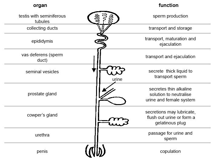 Reproductive System Organs and Functions