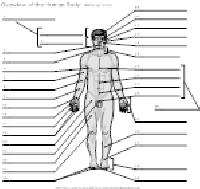 Human Anatomy Body Landmarks Worksheet