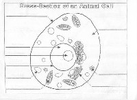 Unlabeled Animal Cell Diagram Worksheet