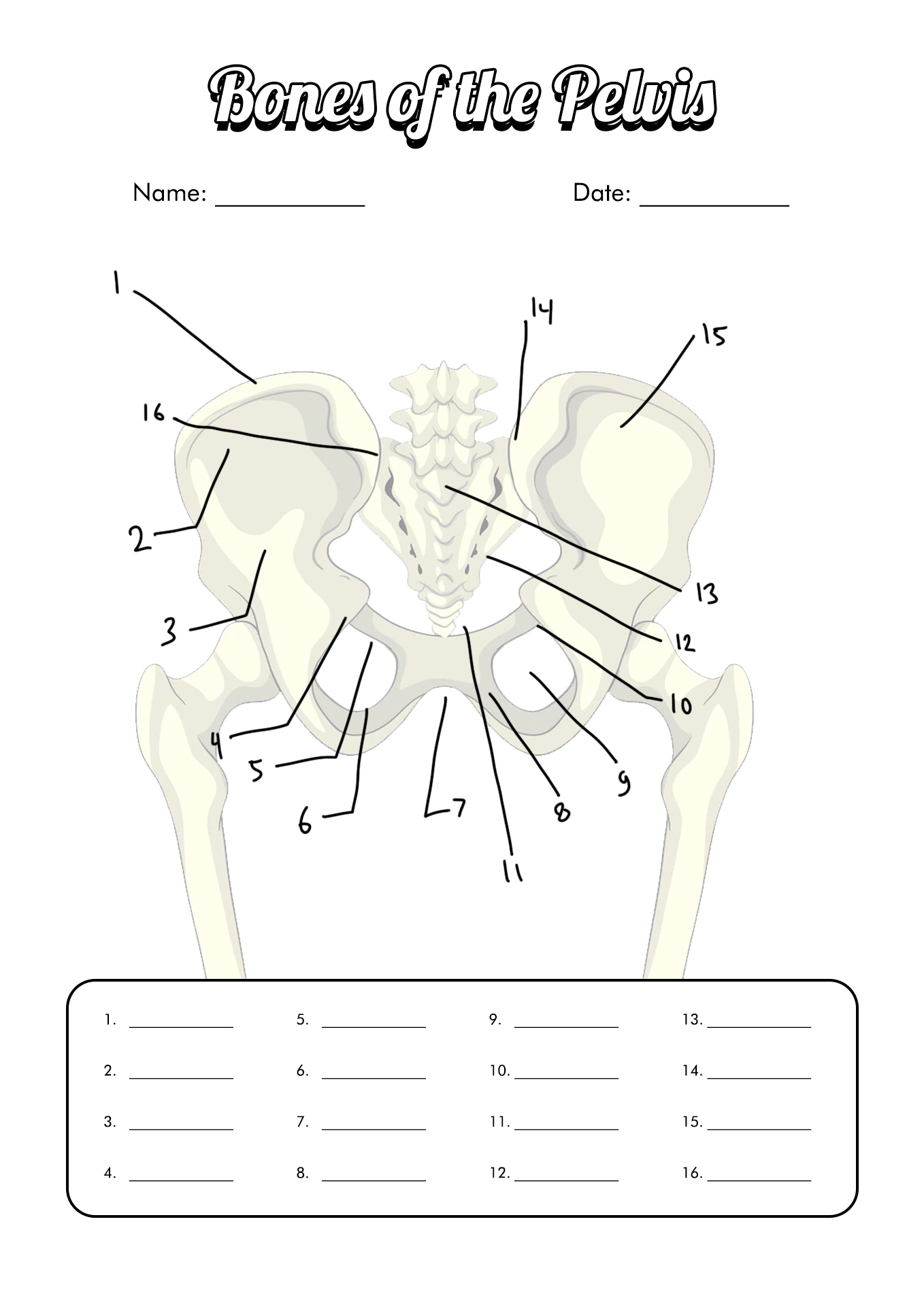 11 Best Images of Blank Anatomy Worksheets Human Anatomy