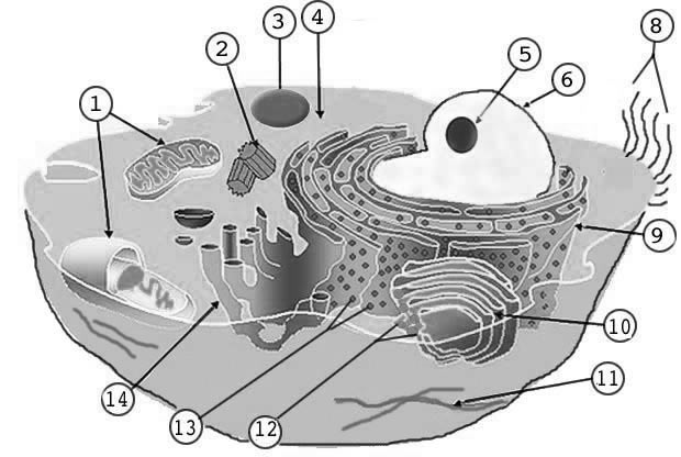 14 Best Images of Labeled Plant Cell Parts Worksheet - Prokaryotic Cell