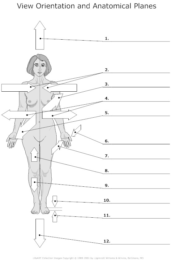Anatomical Directions Worksheet
