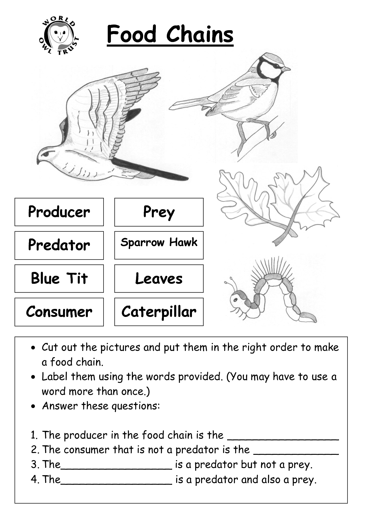 Food Chain Activities 5th Grade