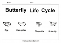  Printable Butterfly Life Cycle Worksheet