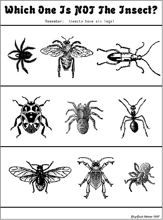 13 Best Images of Insect Math Worksheets - 3rd Grade Insects Math