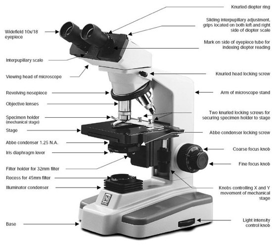 13-best-images-of-microscope-parts-and-use-worksheet-compound-light-microscope-parts