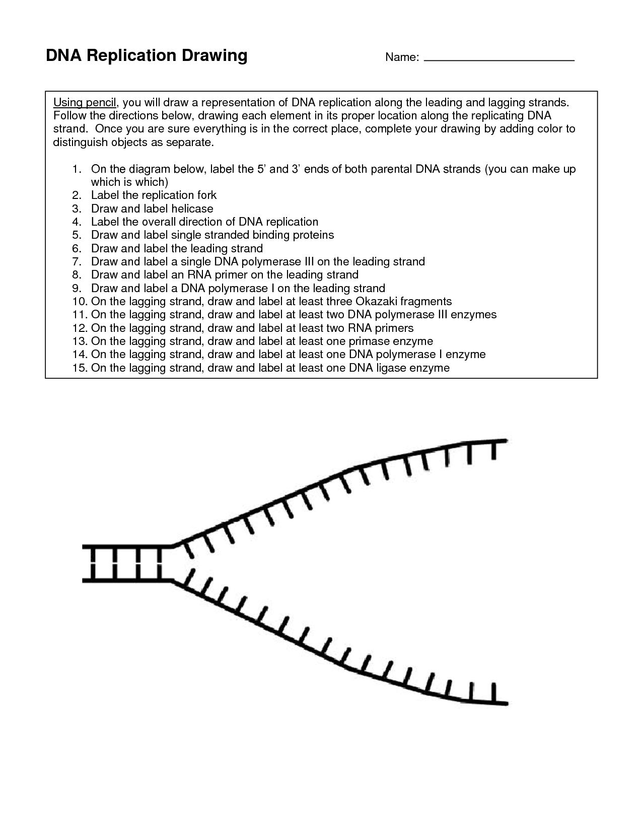 dna-structure-and-replication-worksheet