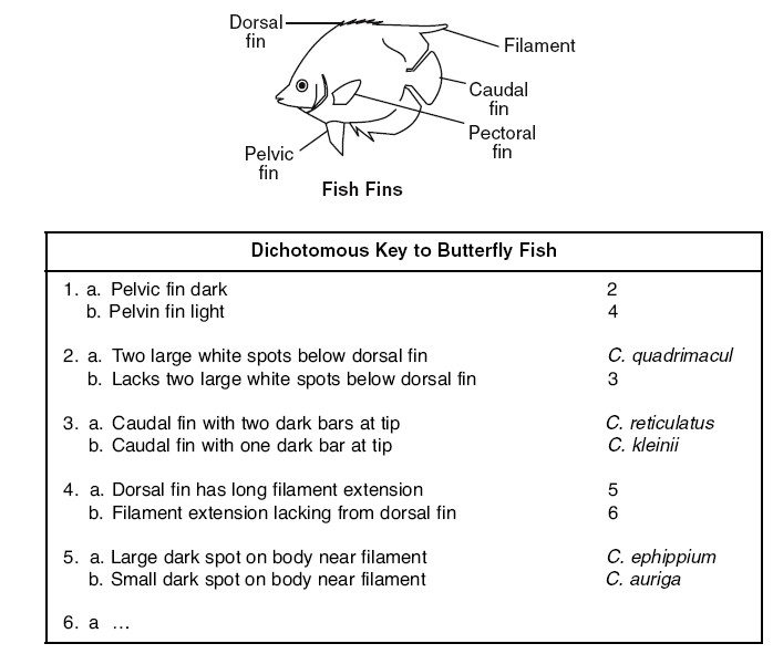 15-best-images-of-dichotomous-key-worksheet-students-leaf-dichotomous-key-worksheet-fish
