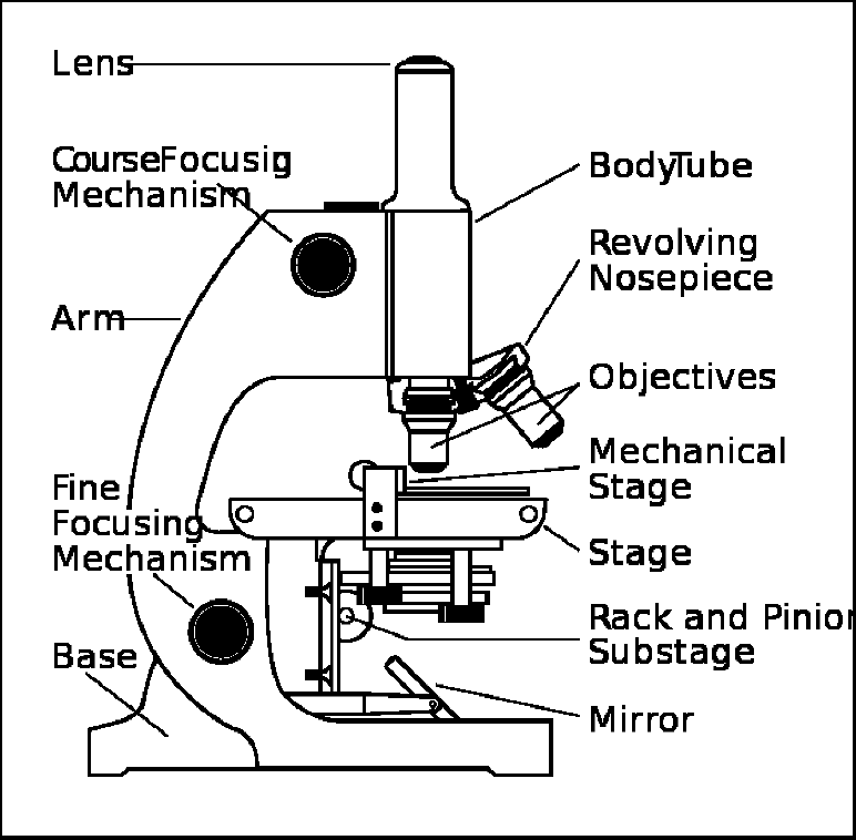 6-best-images-of-compound-microscope-parts-quiz-worksheet-microscope-parts-worksheet-compound