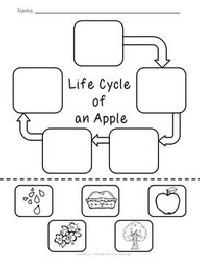 Apple Life Cycle Worksheet