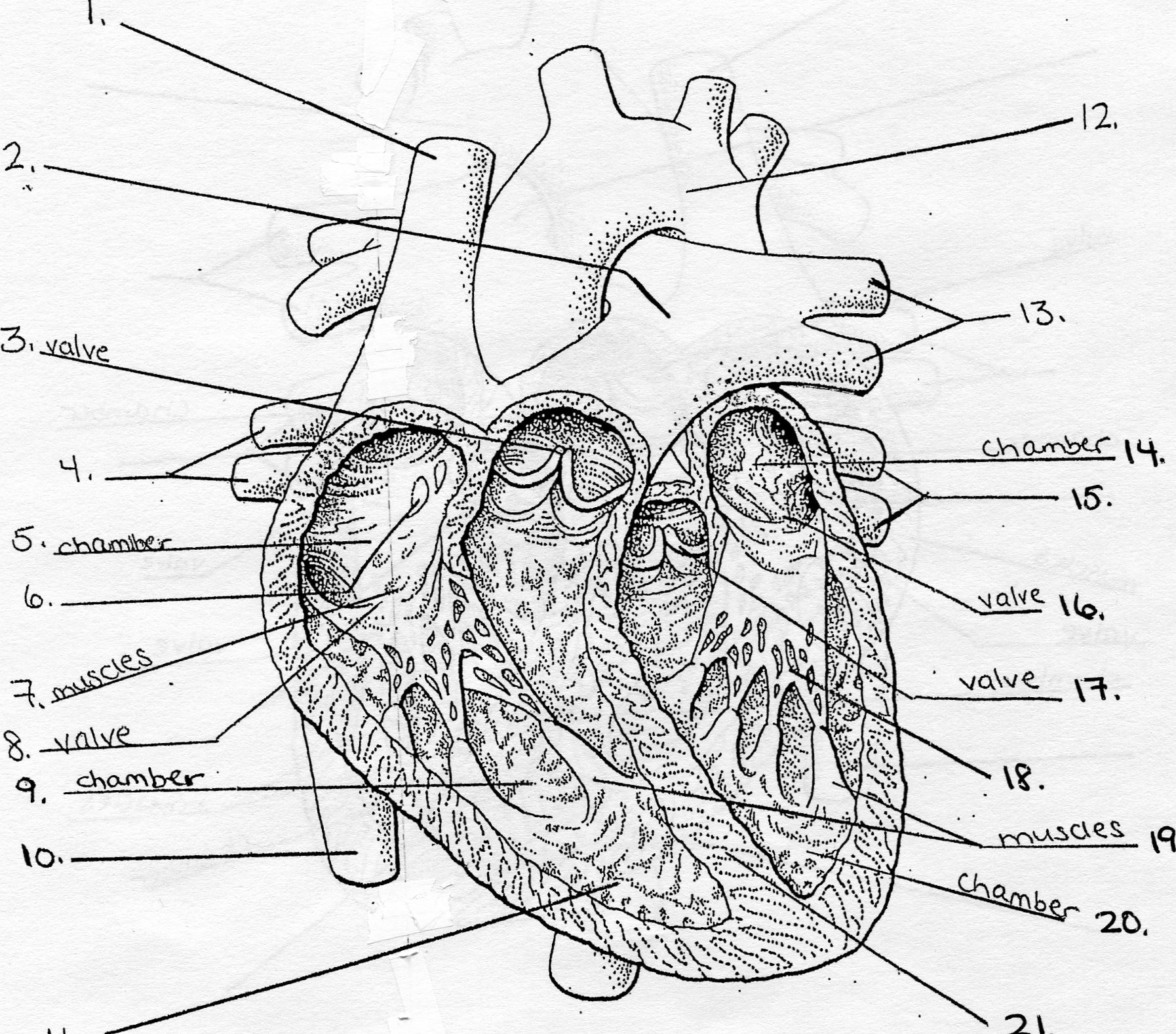 6 Best Images of Atlas Of The Parts Worksheet - Fetal Pig Heart Diagram