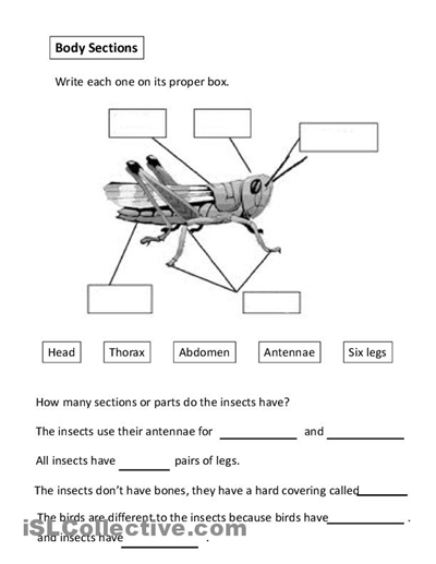  Printable Insect Body Parts Worksheet