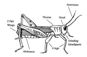 Kids Insect Body Parts