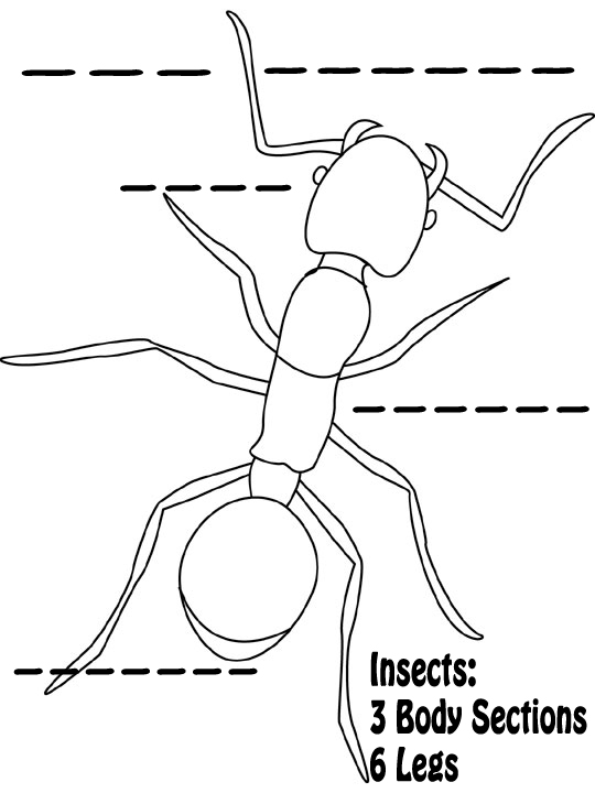 Label Insect Body Parts Worksheet