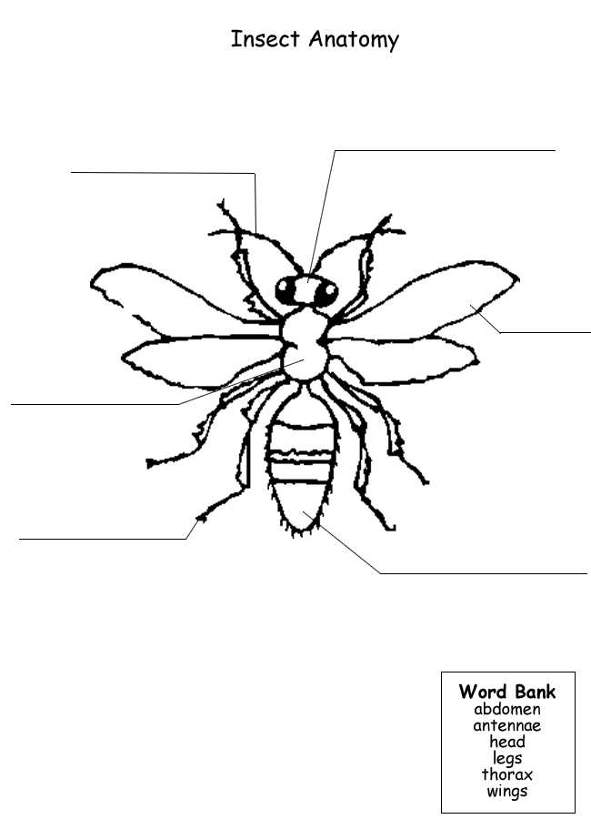 Label Insect Body Parts Worksheet