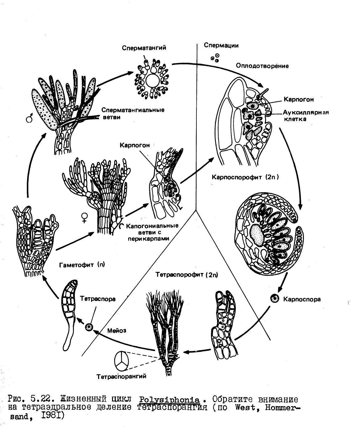 Polysiphonia Life Cycle
