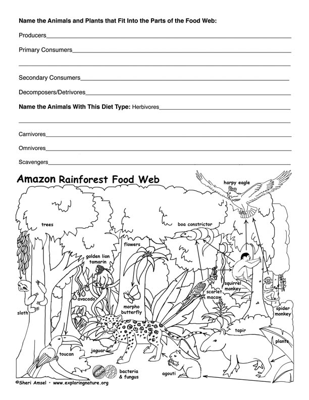 Nutrient Cycles Worksheet Answers