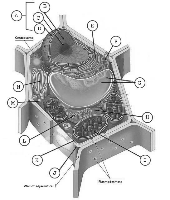 13 Best Images of Parts Of A Plant Cell Worksheet - Plant ...