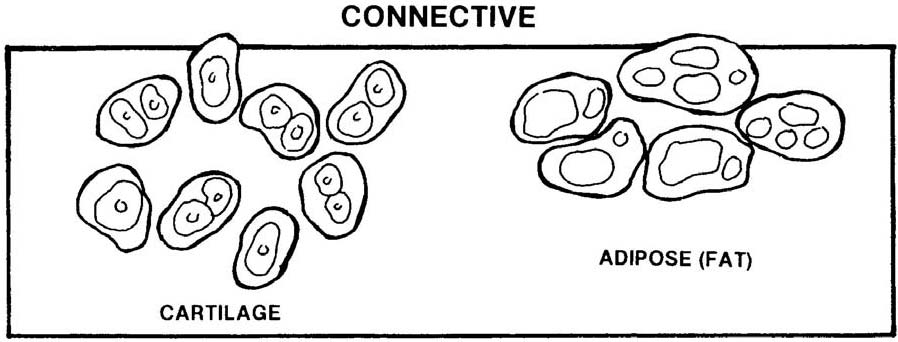 Human Footprint Worksheet Answers