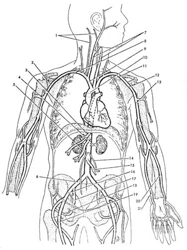 18 Best Images of Heart Anatomy Blood Flow Worksheet ...