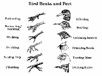 Bird Beaks Different Adaptations