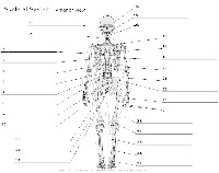 Skeletal System Diagram Worksheet