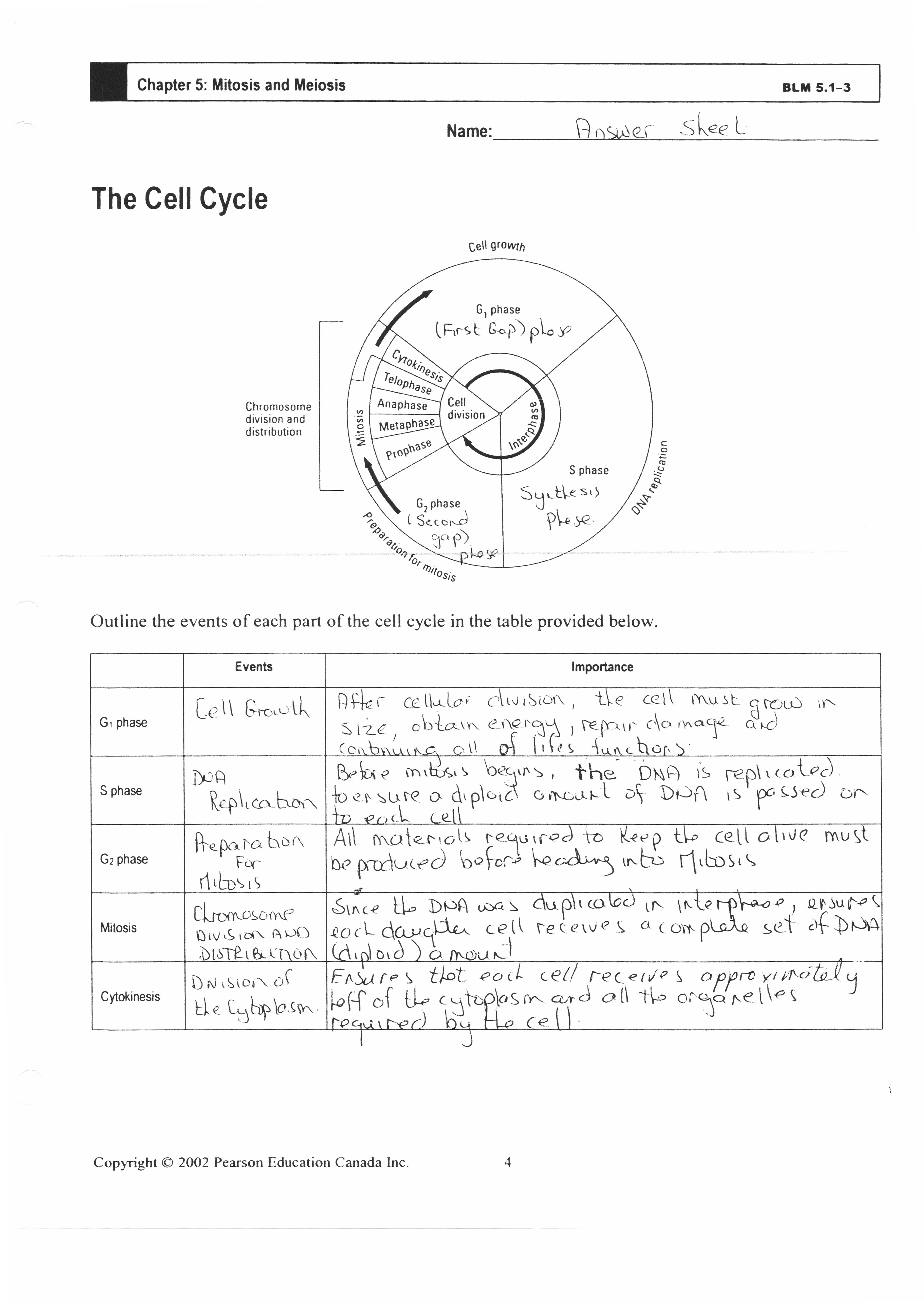 The Cell Cycle Worksheet Answers