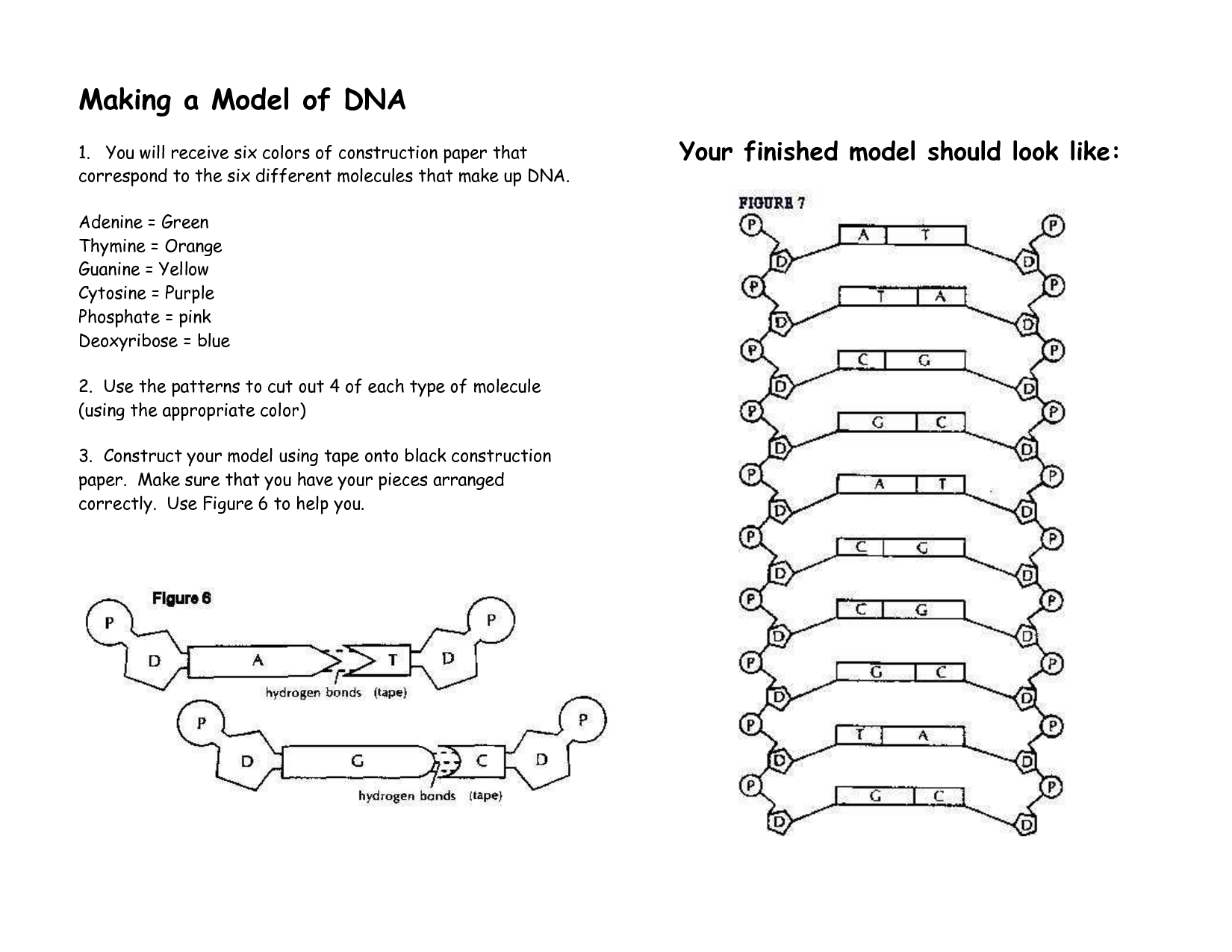 12 Best Images of DNA Model Cut Out Worksheets DNA Model Worksheet
