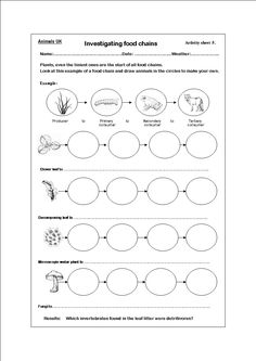 9 Best Images of Food Web Diagram Worksheet - Food Web Coloring Pages