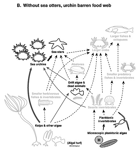 7 Best Images of Ecosystem Pyramid Worksheet Biology Diagrams