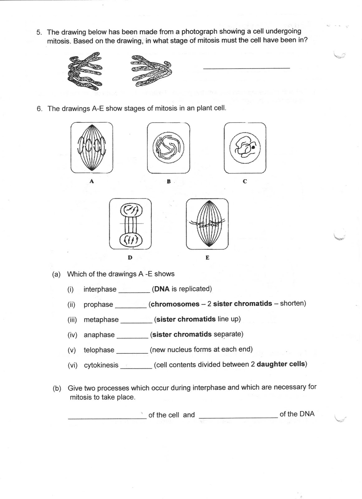 13 Best Images of Diagram Mitosis Worksheet Answers - Mitosis and