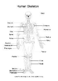 Free Printables Human Body Skeleton