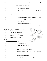 Virus and Bacteria Worksheet Answers