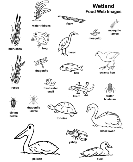Food Web Worksheet Answer Key - Promotiontablecovers