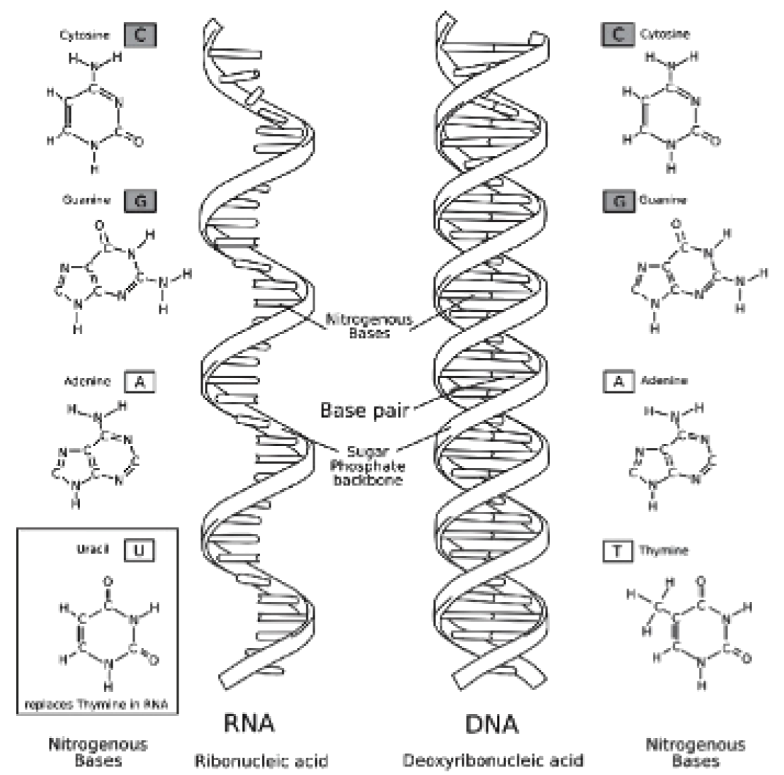 DNA and RNA Coloring Worksheet