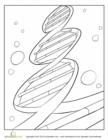 DNA Structure Worksheet Coloring Page
