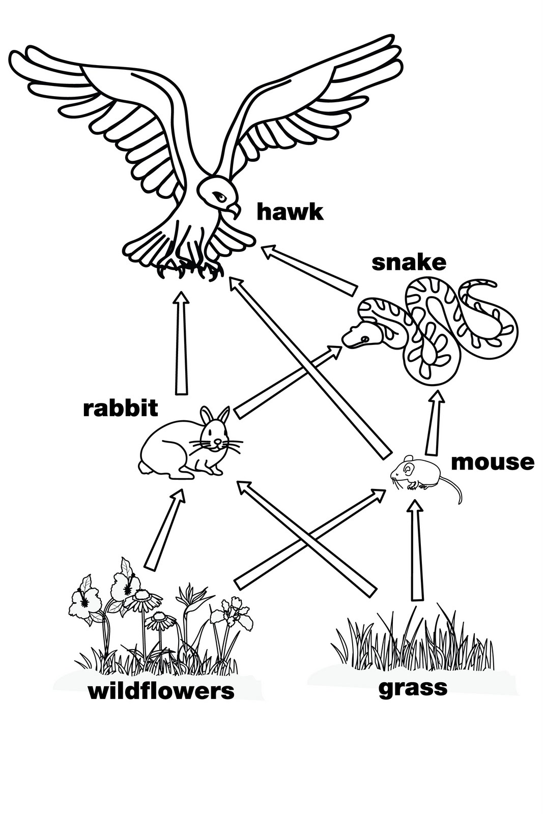 Food Chains And Webs Worksheet