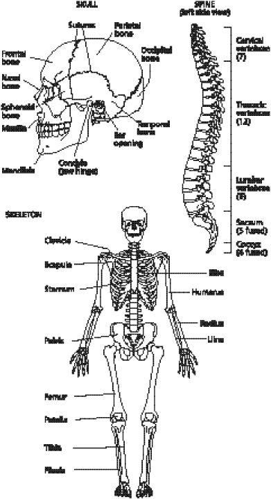 8 Best Images of Colon Worksheets With Answers - Colon and Semicolon