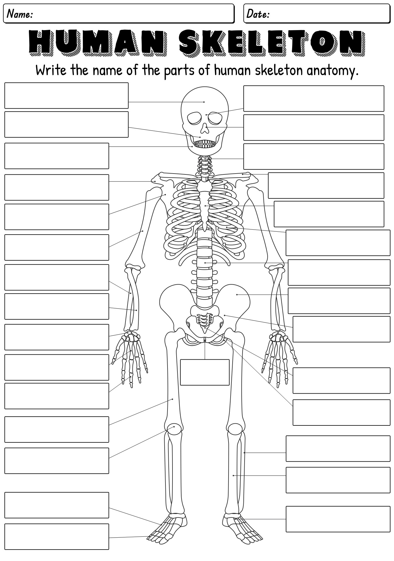 13 Best Images of Skeleton Bones Labeled Worksheets - Labeled Human