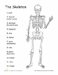4th Grade Bones Worksheet